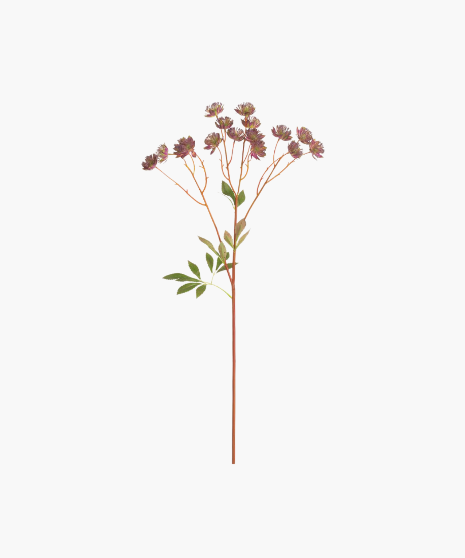 A single brown stem with clusters of small, textured purple flowers and scattered green leaves, set against a plain white background. Simple and natural.