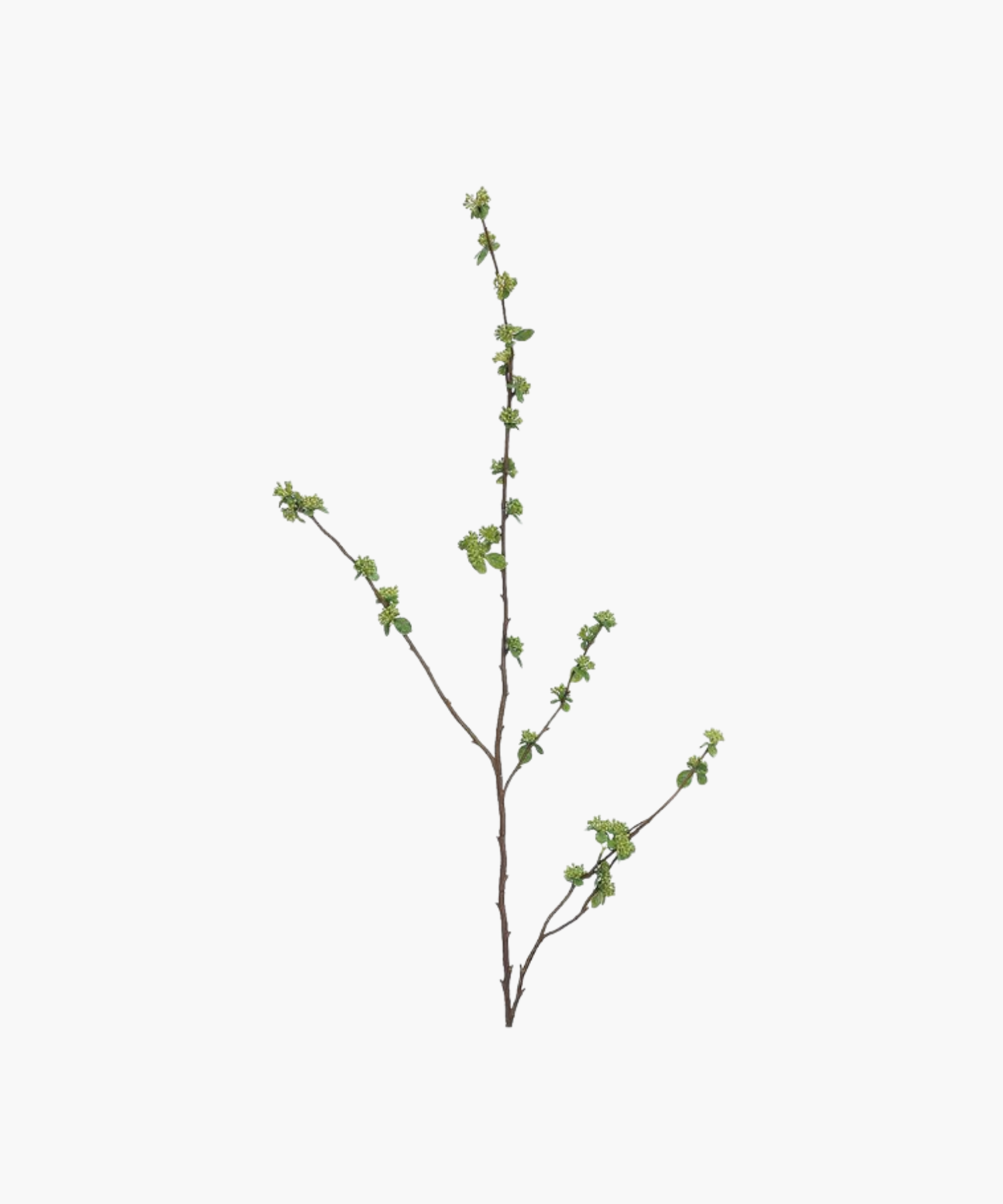 A slender brown branch with small clusters of green budding leaves against a white background, conveying a fresh, minimalist, and natural aesthetic.