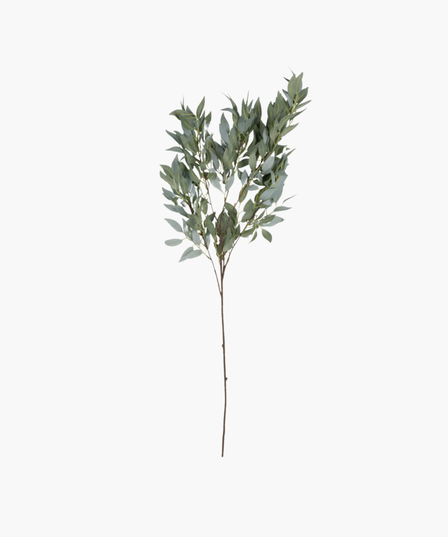 A single branch with clusters of elongated green eucalyptus leaves on a thin brown stem, isolated against a plain white background.