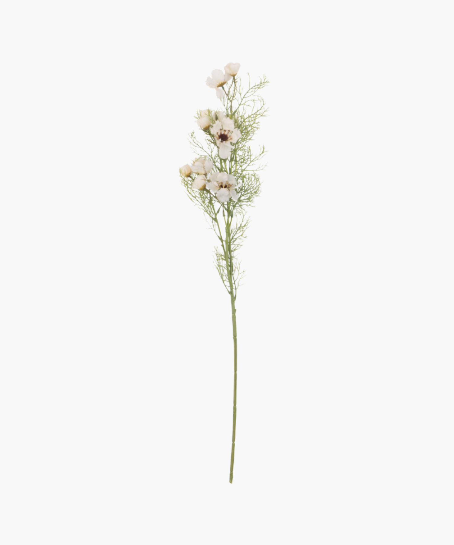 Delicate cream colored flowers with dark centers and wispy green foliage on a single stem, conveying a sense of elegance and simplicity against a plain background.