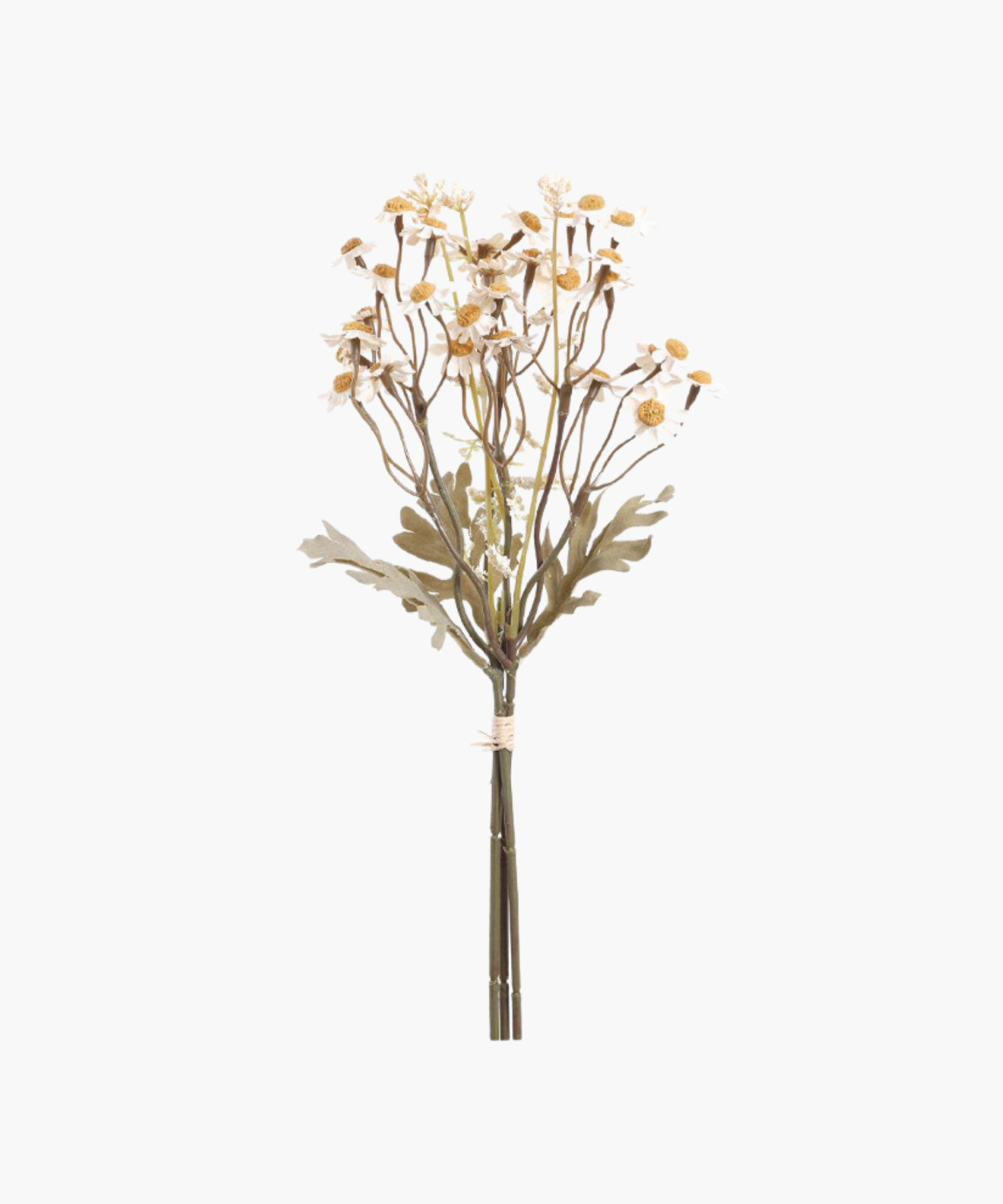 A bundle of delicate, white daisy flowers with yellow centers on long brown stems, tied together with string against a plain white background.