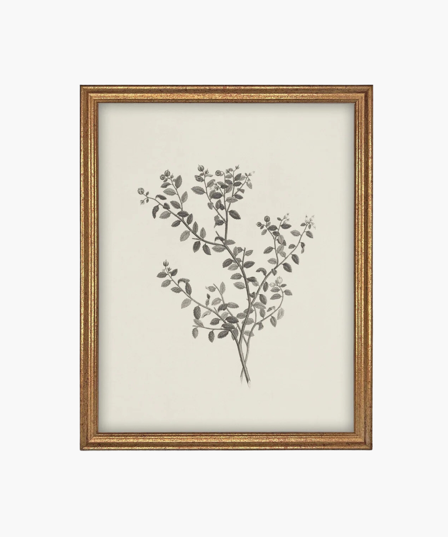 Framed botanical illustration of a plant with intricate black leaves and buds on a cream background. The gold frame adds a classic touch. | Wildwood Home Co.
