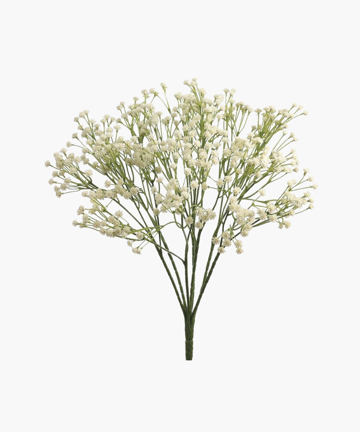 A cluster of small white blossoms with thin green stems, arranged in a full spray as the Gypsophila Bunch.