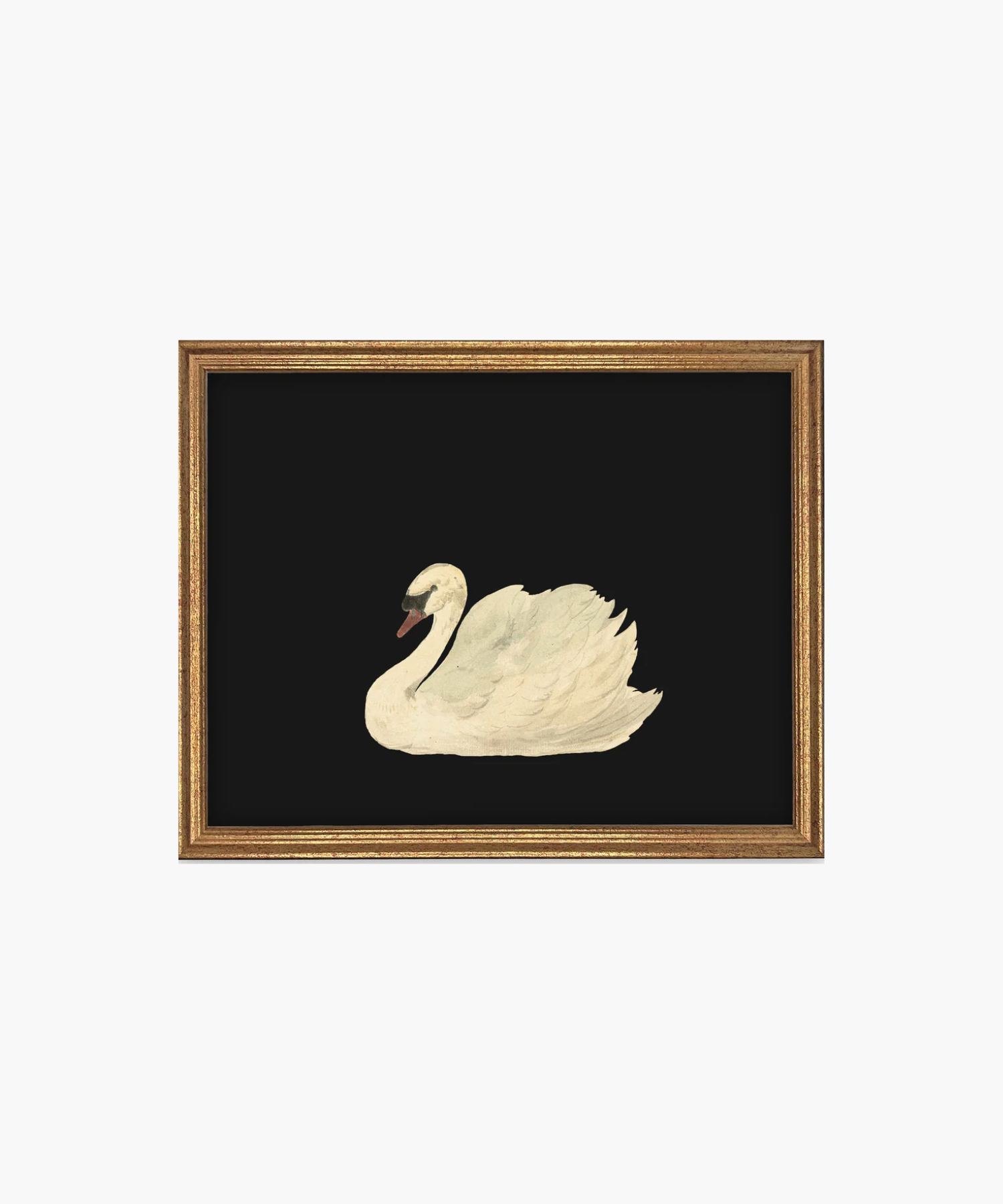 Painting of a serene white swan on a black background, framed in gold. The swan's detailed feathers and calm demeanor evoke elegance and tranquility. | Wildwood Home Co.