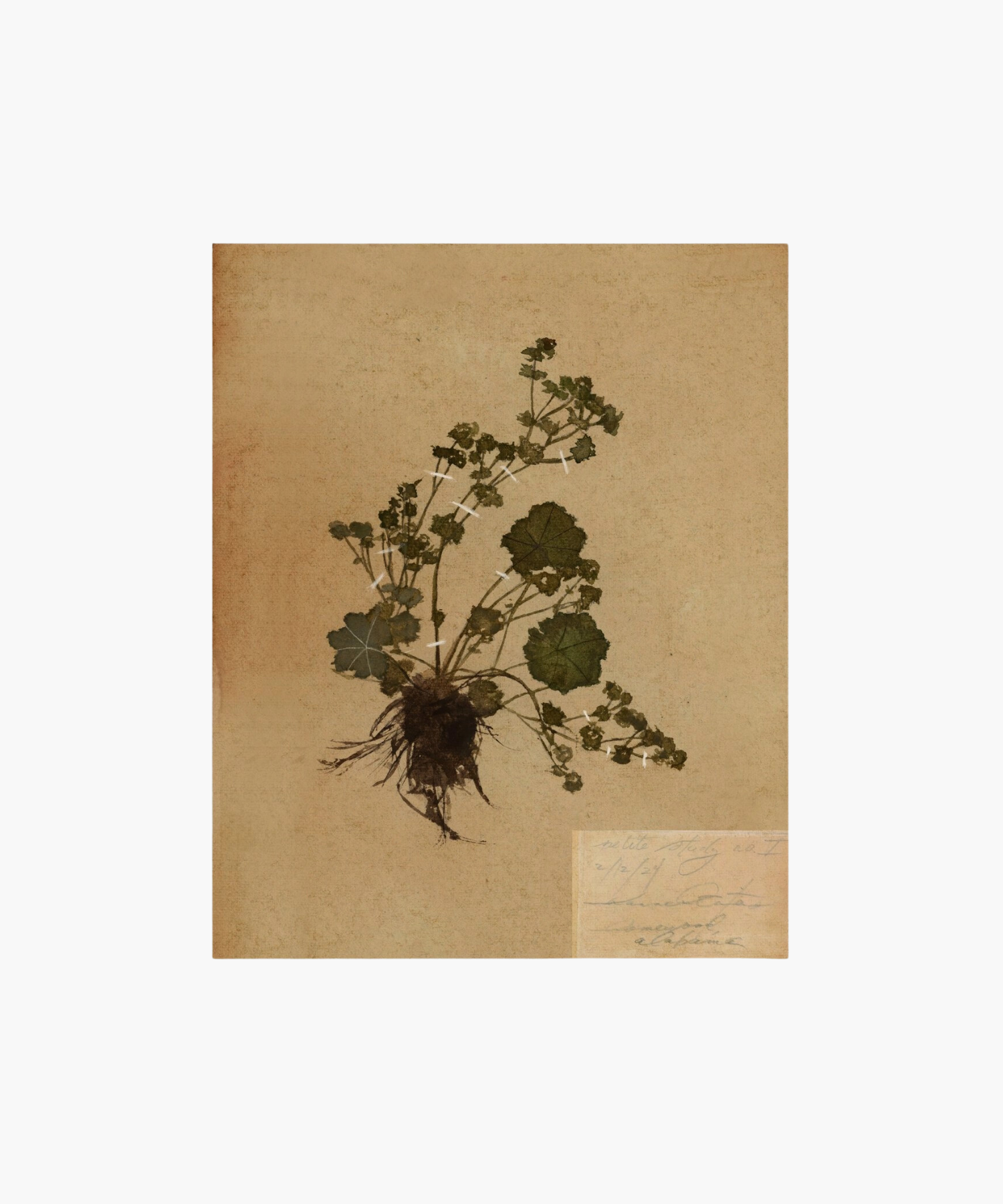 Dried plant specimen on aged parchment, showing roots and green leaves secured with tape. A small handwritten note appears in the bottom corner. | Wildwood Home Co.